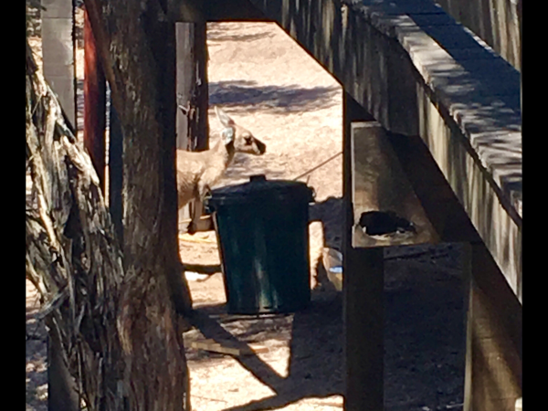 Kangaroo Feeding on Woody Island