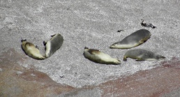 Seal Colony at Point Labatt