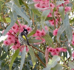 Bird in blossom Pemberton, WA