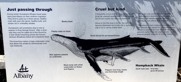Humpback Whale Albany