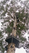 Karri Fire Lookout Tree