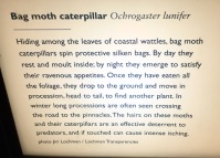Bag Moth Caterpillar