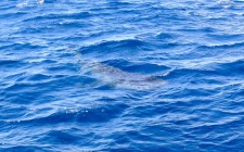 Ningaloo Whale Shark Swim