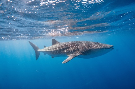 NIngaloo Whale Shark Swim