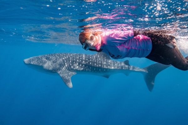 Helen swimming with a whale sharks Ningaloo Reef