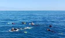 Ningaloo Whale Shark Swim