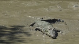 Adelaide River Jumping Croc tour