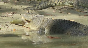 Crocodiles eating Guluyambi Cultural Cruise