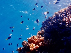 Great Barrier Reef Wavelength Tour